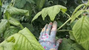 Пора вырезать малину!