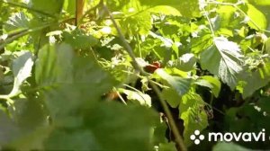 Вишневое и малиновое варенье. Джем малиновый.