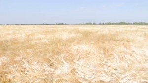 Уборка зерновых