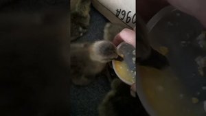 Гусята, 1 сутки, разъезжаются ножки у гусёнка..Моё домашнее хозяйство.