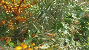 Новинка в нашем саду. Облепиха сорт Орендж Революшн (sea buckthorn Orange Revolution) Обзор