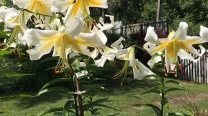 Лілія Mister Pistache #лілії #лилии #lilium