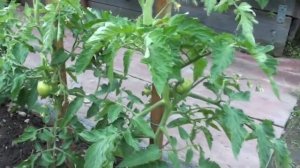 Томат Суперприз полностью соответствует своему названию