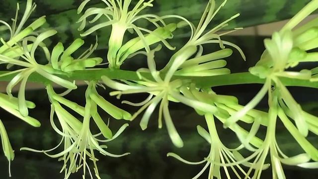 Blooming Mother-In-Law’s Tongue (Time lapse) to “the Blue Danube” смотреть онлайн