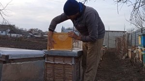 Расположение пчелиного клуба в начале зимовки. Как пчелы будут перемещаться зимой по рамках