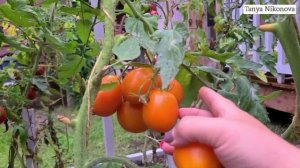 Томат ТРЮФЕЛЬ ЖЁЛТЫЙ. Уже Сентябрь а мы все ещё едим свежие помидоры из своей теплицы.