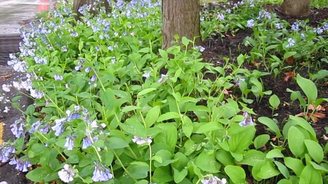 Stories about Native Spring Blooming Plants | Midwest Spring Ephemerals | Shade Plants смотреть онлайн