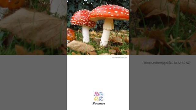 Fly agaric (Amanita muscaria) | Lookalikes | Practical Short Profile | Shroomers