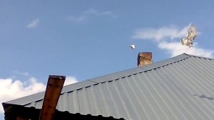 Голуби такла Юрия Витковского