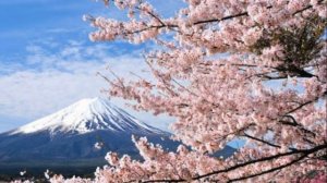 Безумно красивая японская флейта  и цветение сакуры…