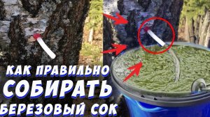 Как правильно собирать березовый сок | Простой и быстрый метод | Весна