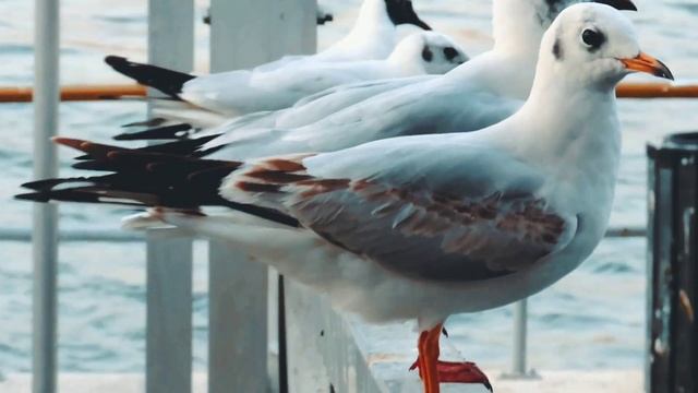 dubai deira abra || canon sx70 hs cinematic video смотреть онлайн