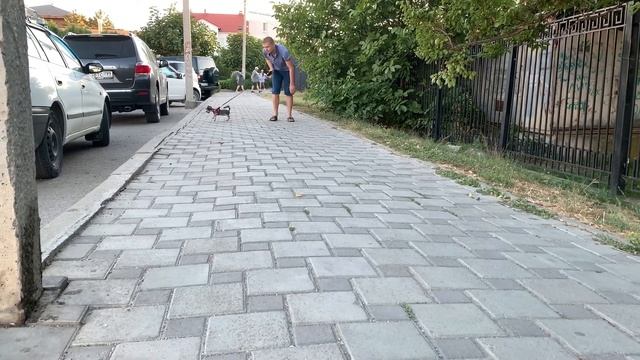 VLOG: Жизнь с Щенком ЙОРКШИРСКОГО ТЕРЬЕРА | Перманент | Йорк | Опять Блохи смотреть онлайн