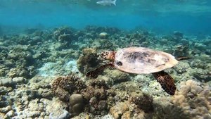 Maldives 01.2021 snorkeling house reef hotel Dusit Thani turtle...1080p