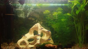 Аквариум 70 литров