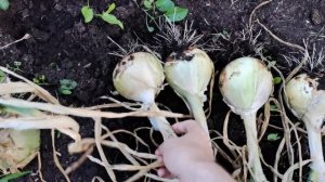 Лук Эксибишен из самой плохой рассады