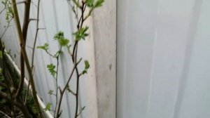 Разорвало столбы забора зимой / Вода в заборных столбах