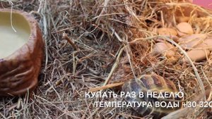 Как нужно содержать сухопутную черепаху дома. Делимся опытом. Террариум черепахи.