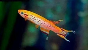 АФИОСЕМИОН ЮЖНЫЙ