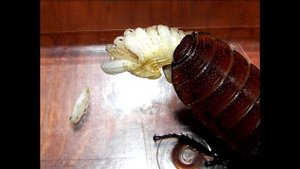 Роды У Тараканов