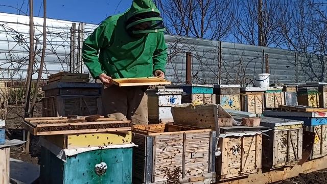 Пчеловодство Первый облет пчел весной что делать? Весенняя ревизия пчел смотреть онлайн