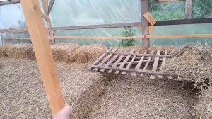 Содержание гусят в теплице.