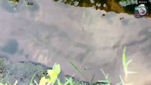 Nikon p600 video test