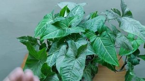 Syngonium Plant - How to grow & care Syngonium/Arrowhead vine plant in pots at home