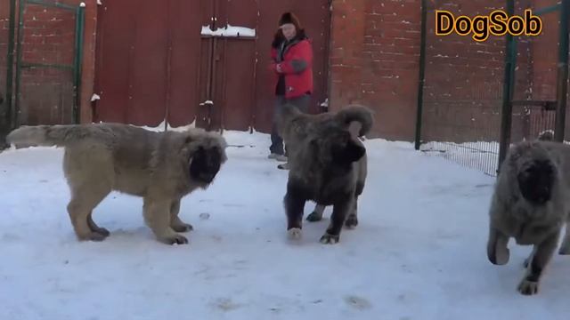 Рост и вес кавказской овчарки по месяцам, от щенка до взрослой собаки смотреть онлайн
