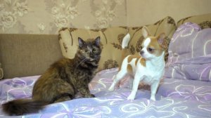 Чихуашка против кошки: Кто победит?