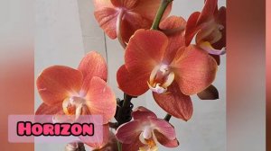 Фаленопсис Горизонт.