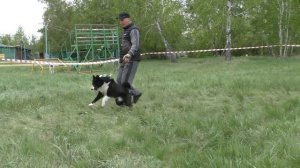 Омская выставка охотничьих собак 2024. Ринги Русскоевропейских лаек