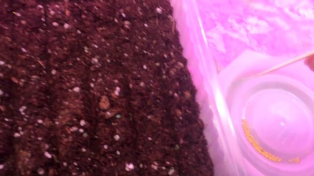 КАК ПРАВИЛЬНО ПОСЕЯТЬ АМПЕЛЬНУЮ ПЕТУНИЮ ? смотреть онлайн