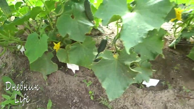 МОИ ОГУРЦЫ? КУРАЖ НЕ РАДУЕТ? смотреть онлайн