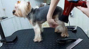 Укладка шерсти на лапах йорка.