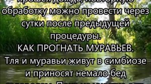 Сода против тли, муравьев, гусениц, МУЧНИСТОЙ РОСЫ и проволочника