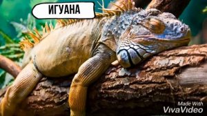 Топ 5 ящериц для дома