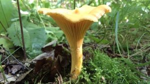 Пироговский лесопарк или за грибами (по грибы) в августе