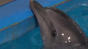 Под Новый год Ярославский Дельфинарий вместе с "Первым Ярославским" исполнили детскую мечту