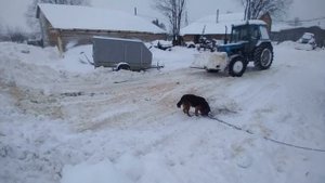 мтз 80 с мостом газ 66 везем опил