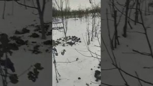 свежий куриный помет,удобрение сада зимой