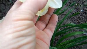 Флауэр Дрифт