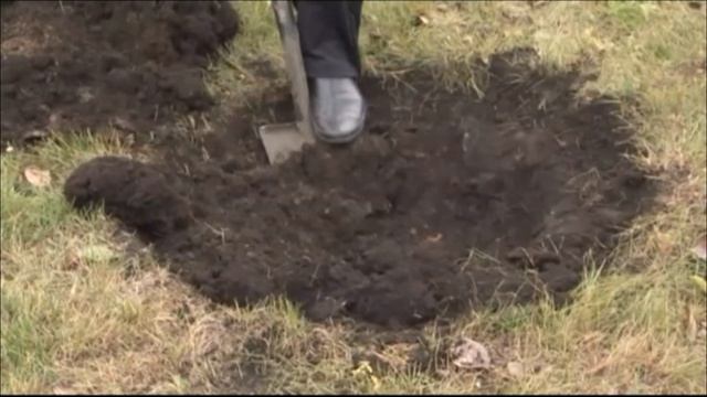 ПАРК ГАГАРИНА ДЕРЕВО ЛЮБВИ ТВК