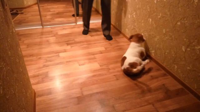 Джек Рассел дрессировочные команды смотреть онлайн