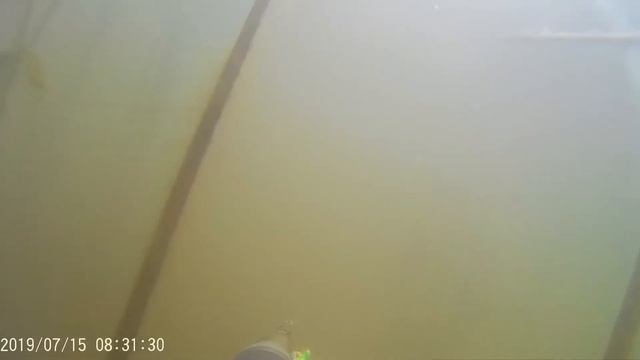 Карп в молоке смотреть онлайн