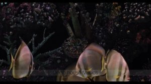 DNDM, RILTIM, ADIK, DAVIT BARQAIA, IMAZEE, ZUBI, HUSSEIN ARBABI, MZADE, GHAMARNI, Arash 2