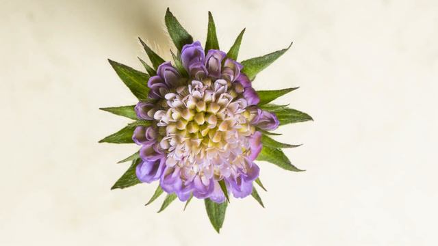 Field Scabious / Escabiosa-dos-campos / Knautia arvensis - LoFi смотреть онлайн