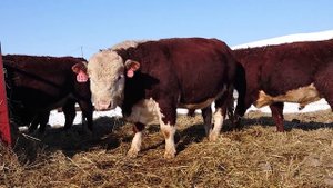 ВЫБИРАЕМ ПЛЕМЕННОГО БЫЧКА ГЕРЕФОРДА ДВУХЛЕТНЕГО. ДЛЯ ПРОДАЖИ НАШИМ СОСЕДЯМ В МЕЩОВСК. От кфх Дик.