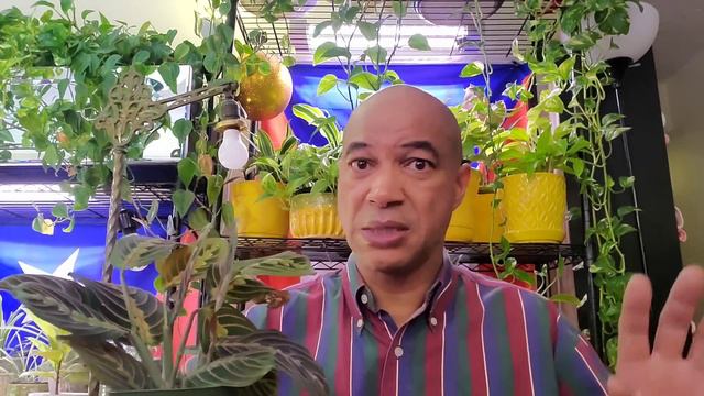How To Be Gnat-Free #plantdad #plantcare #gnat #pestcontrol #pestprevention #pests #plantpeople
