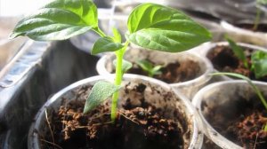 Вот почему я никогда не пикирую перец. Как правильно вырастить рассаду перца. Дачные хитрост